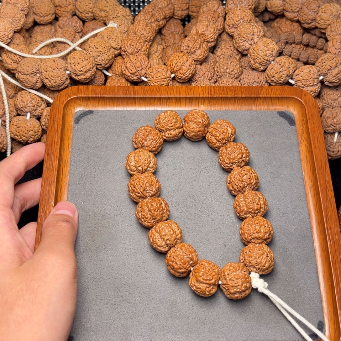 菩提16号尼泊尔大金刚20梅花五龙