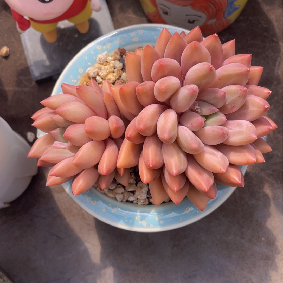 双头红蜻蜓（福利）