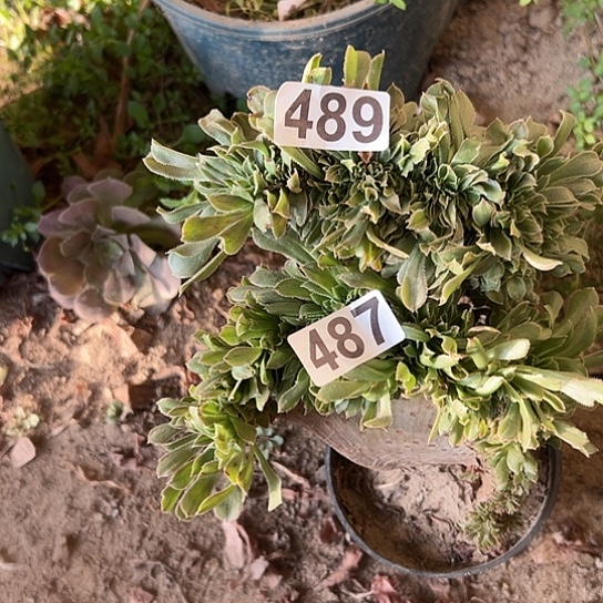 平***淡多肉植物两个489.487
