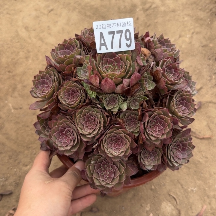 红魔……多肉植物……