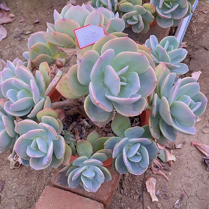 人****）白凤砍头大全14杠43号