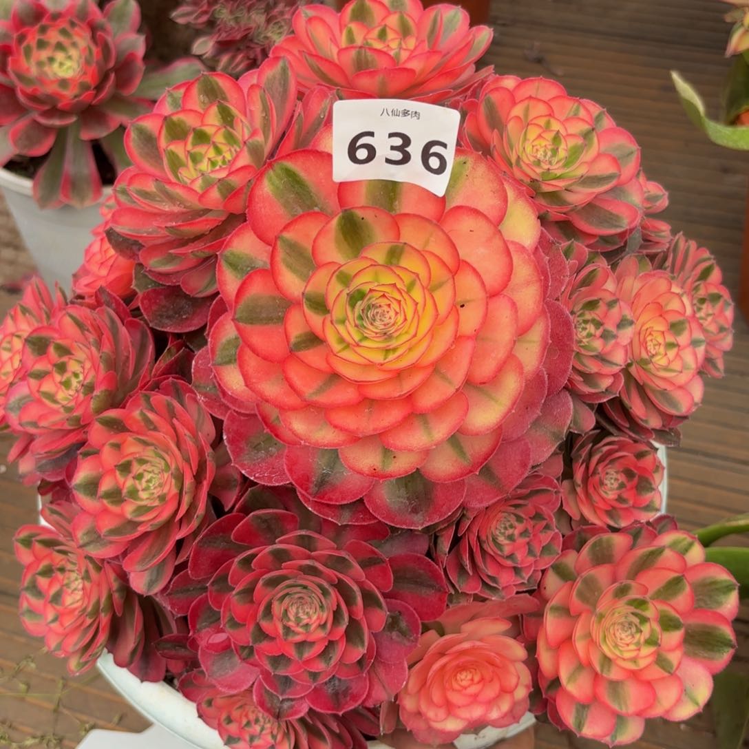 636多肉植物荔枝