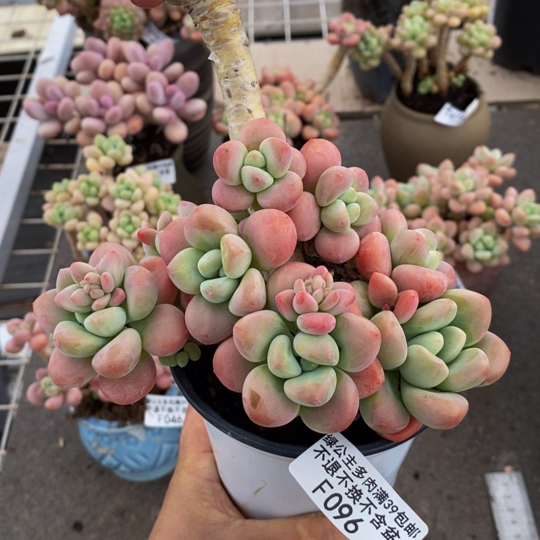 樱花洛神096/12c m