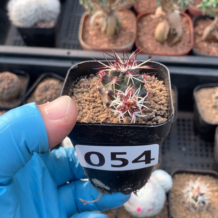 B****?054实生达氏青花玉