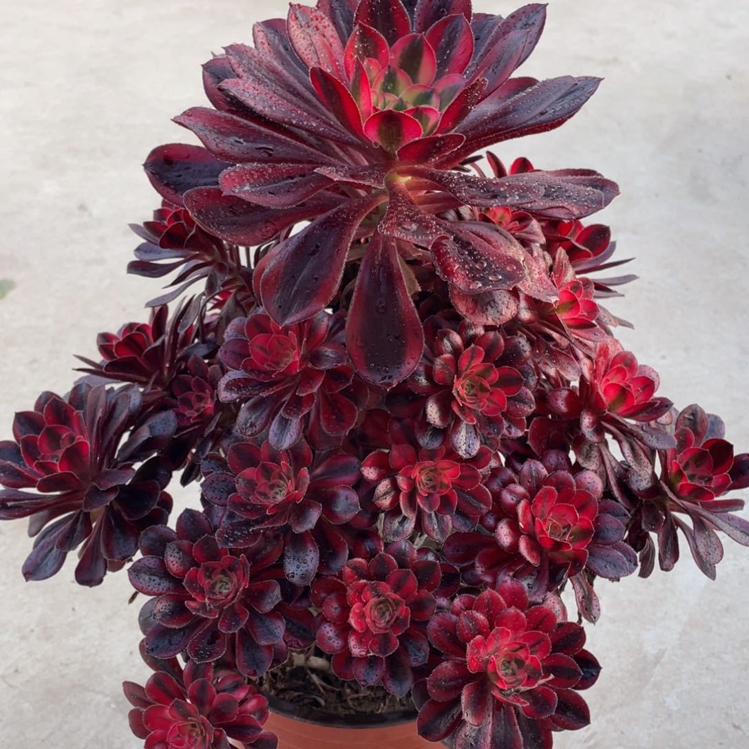 499香奈儿精品法师多肉