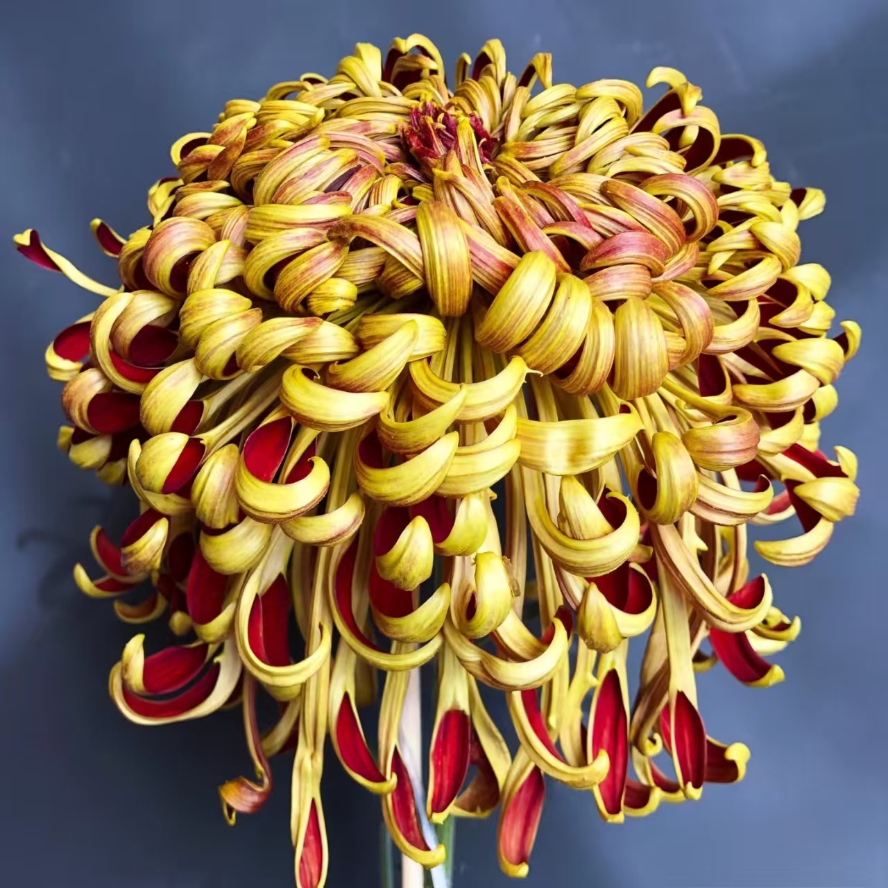 【天门赤锦】菊花盆栽带花苞发货大花特色花卉绿植