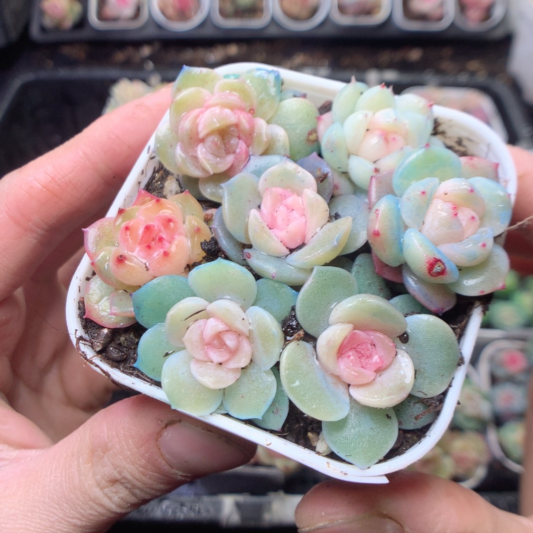 无花朵E142。yyyyyy