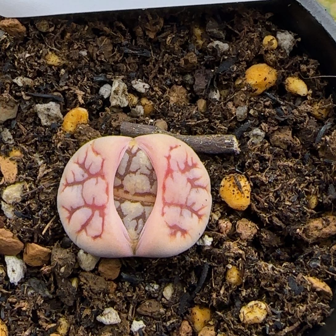 0768。花叔 261。默认脱土。18包邮。偏远88包邮