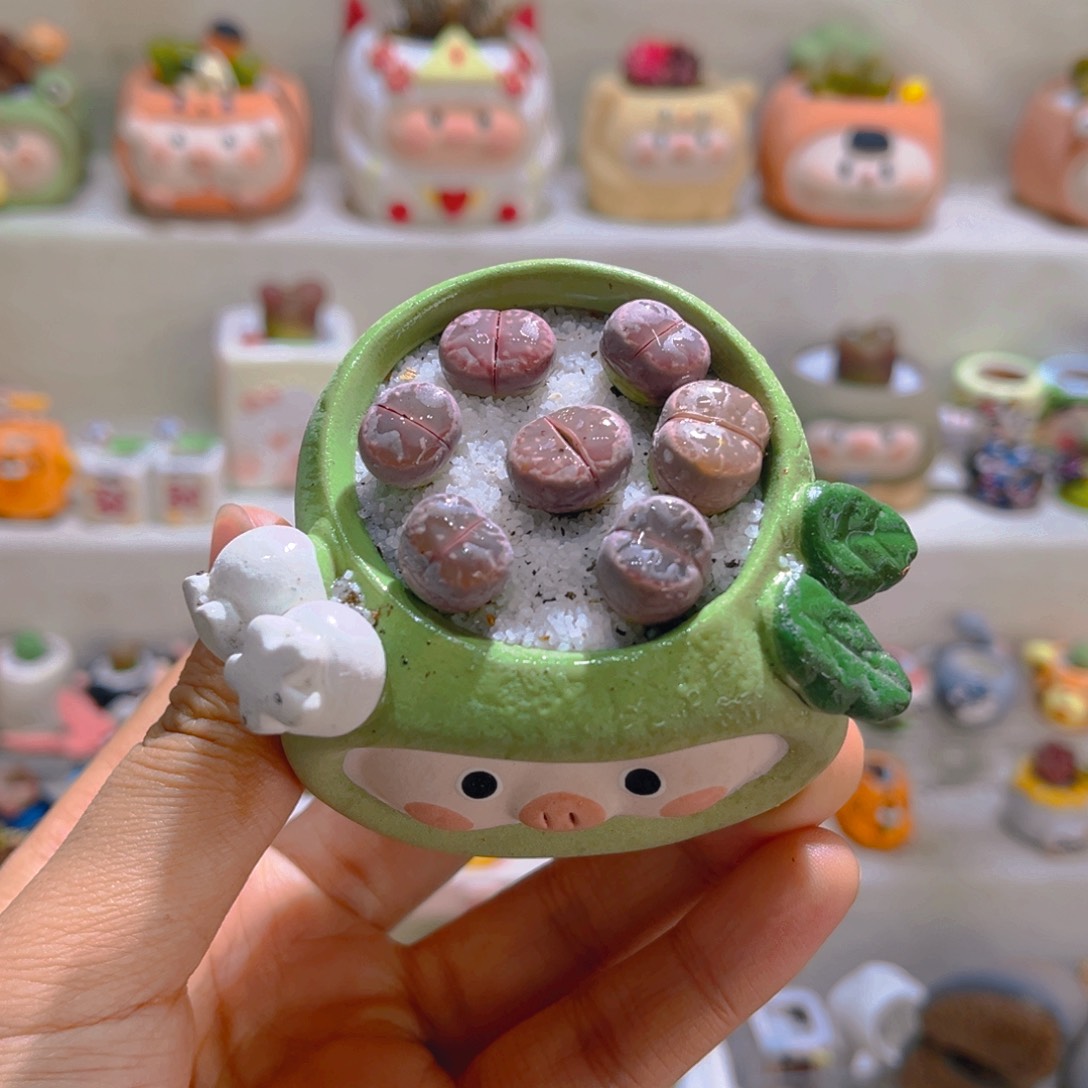 015高端多肉带盆土一套48