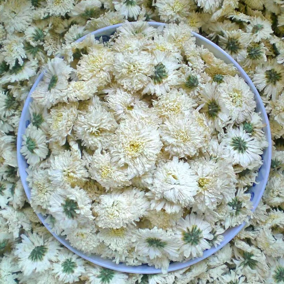 野生白菊花农家自采摘