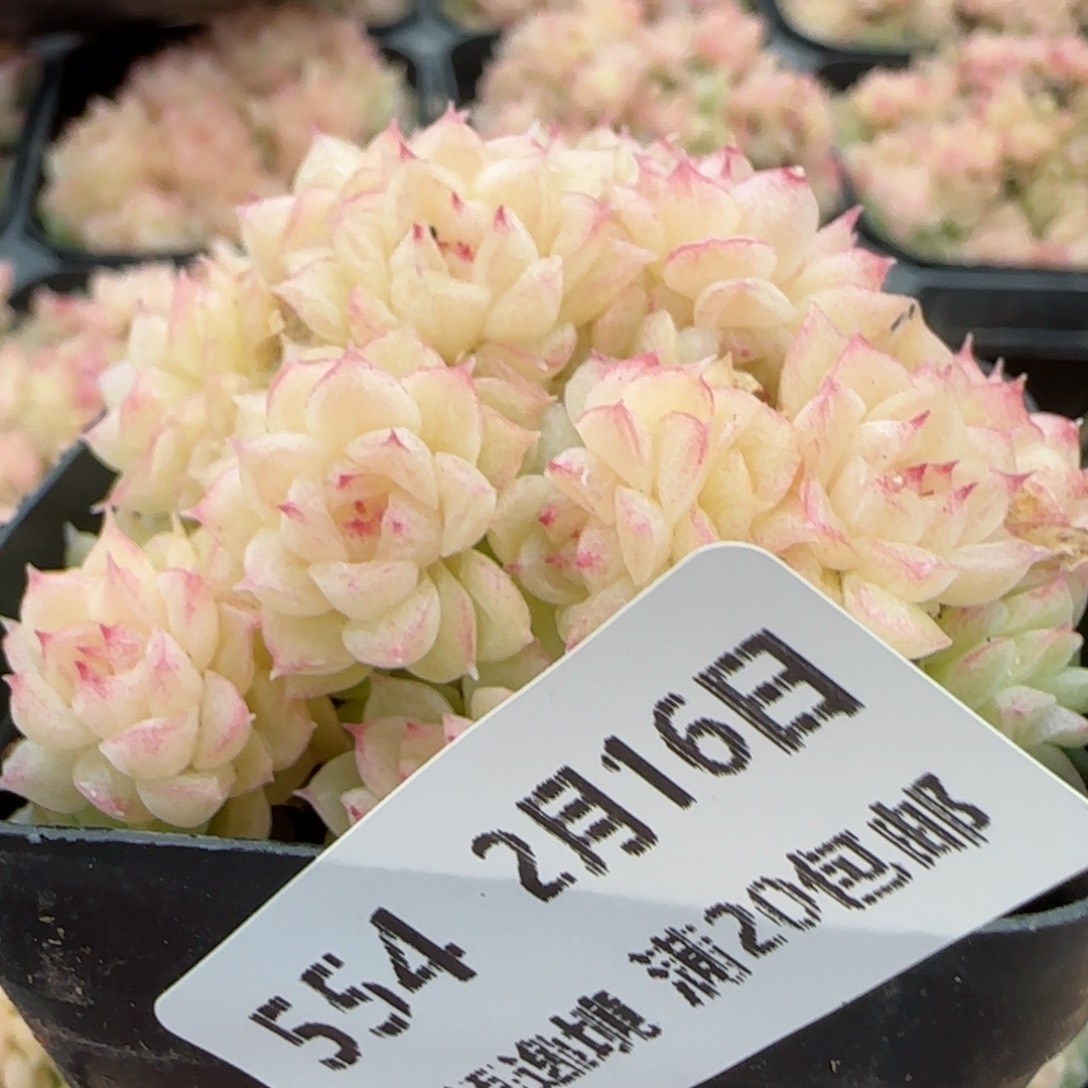 花语逸境0216-554散