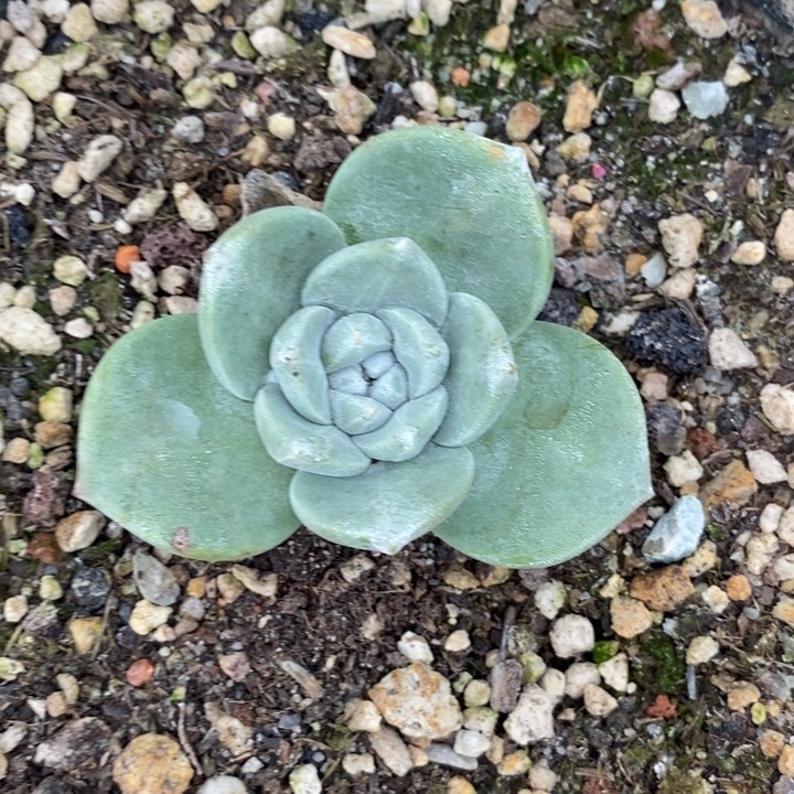 厚叶大玫瑰叶满根