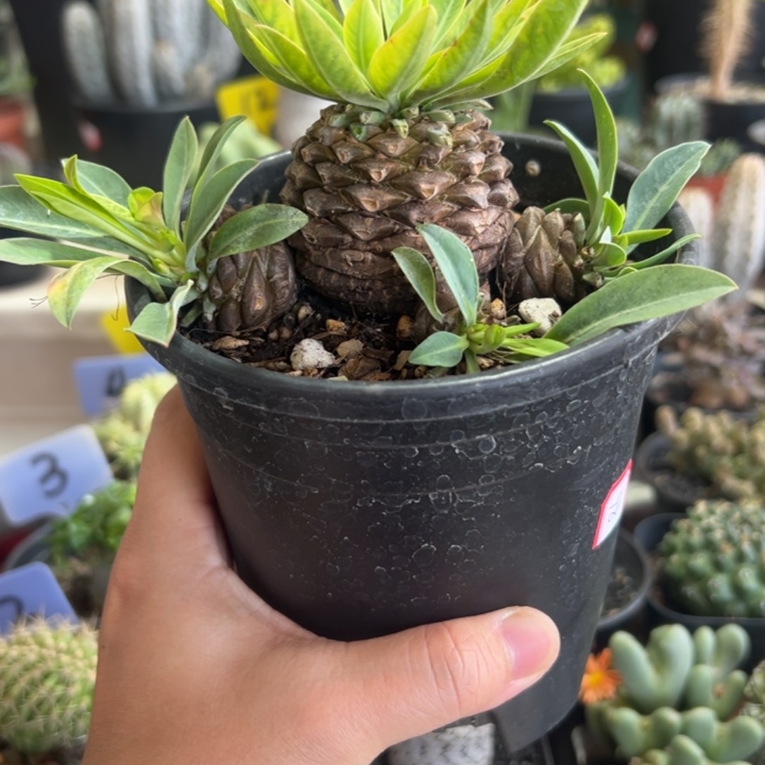 群生铁甲丸带盆1111111111