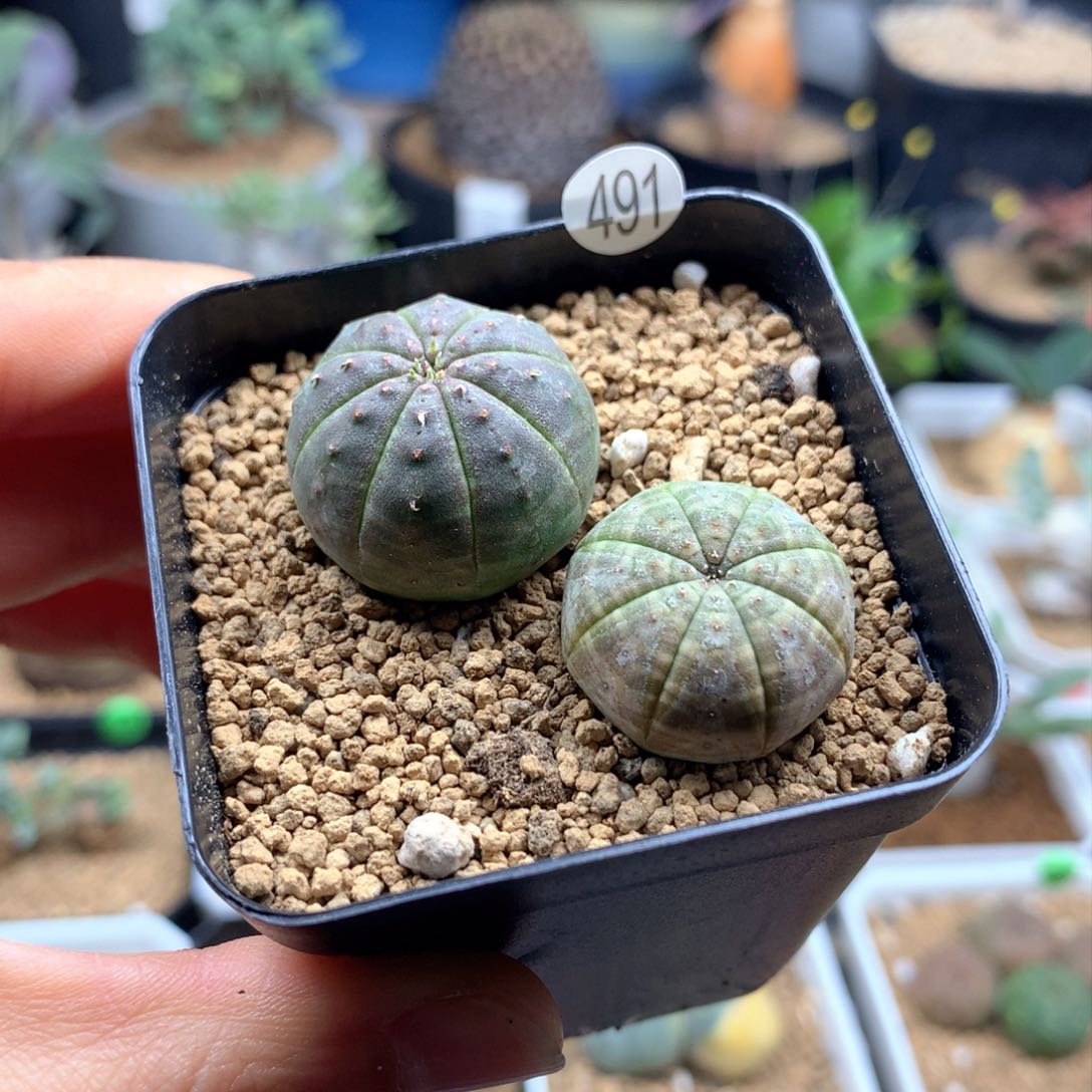 实生欧系布纹球脱土2-2.3cm