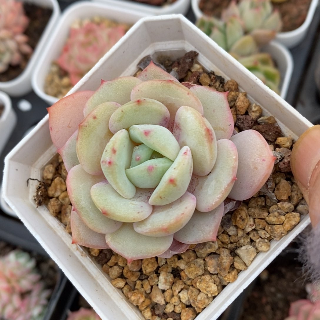 精品多肉一物一拍不包整451