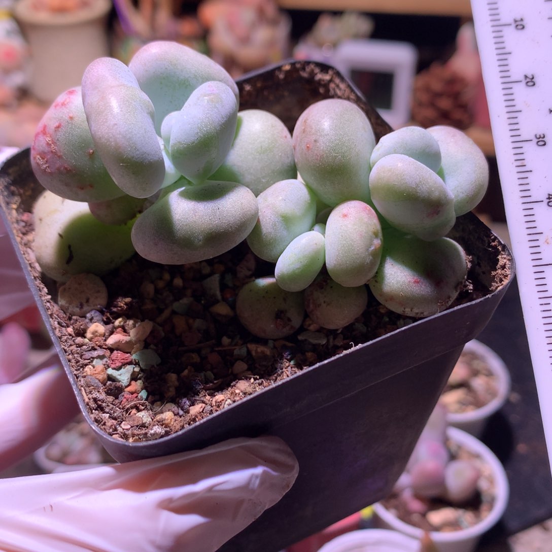 油煎奶酪多肉群生油煎