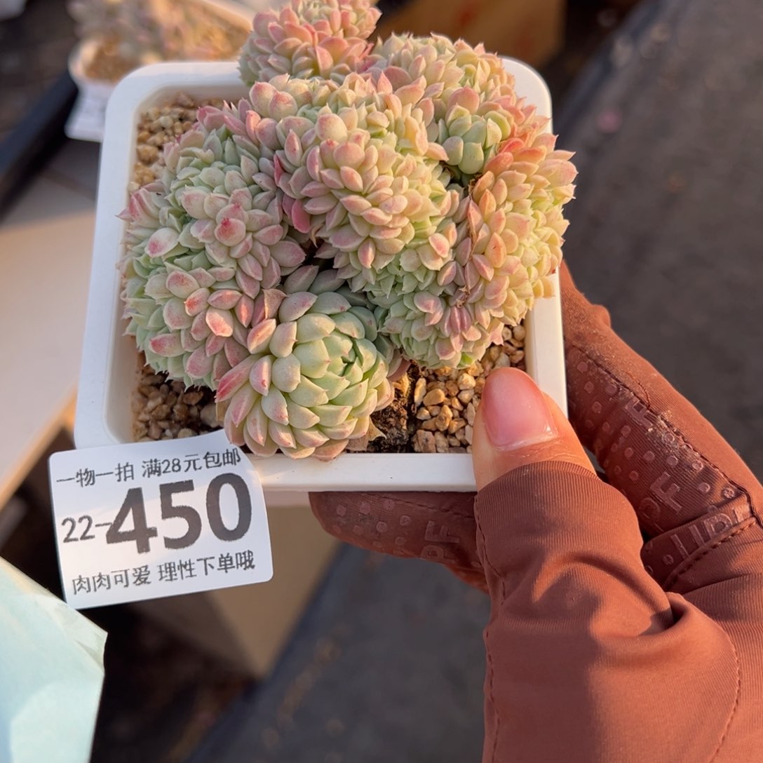 羊脂球缀化多肉多肉