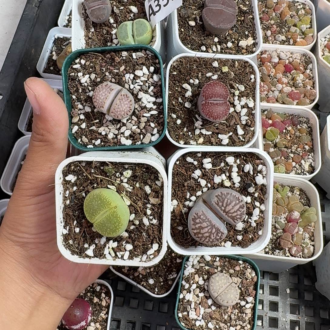 353多肉植物多肉植物