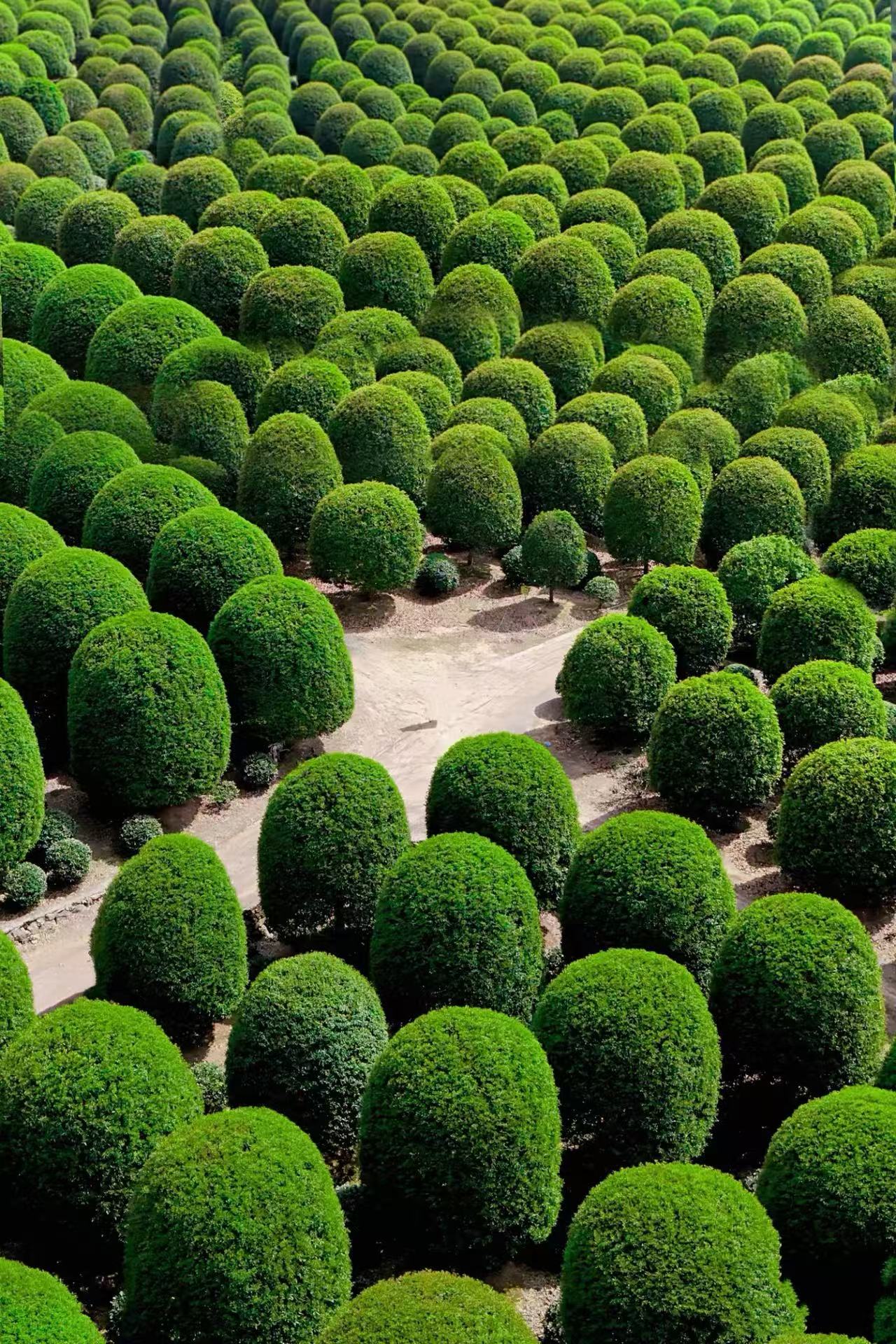 四季桂金桂丹桂 精品 桂花树 耐寒耐热 浓香形 留香持久