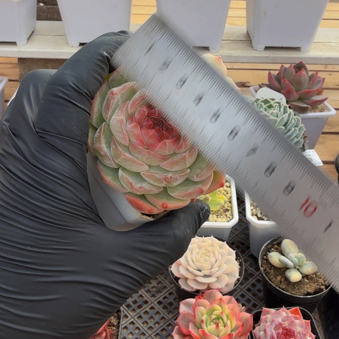 1209-84不怎么双头