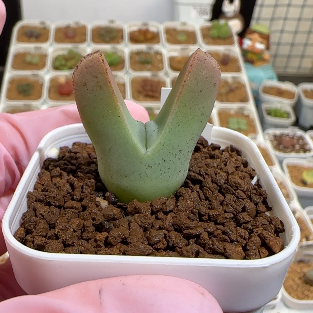 绝***佳肉锥多肉植物组合-翼1294