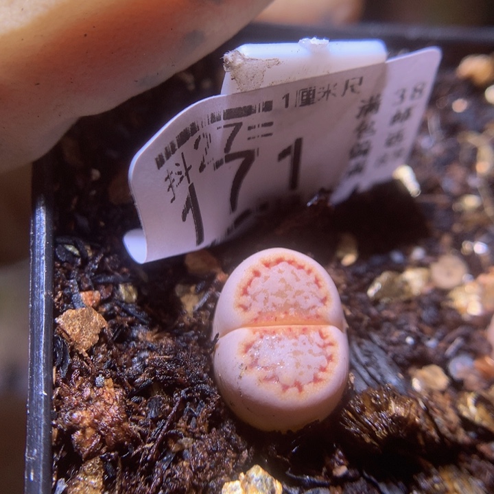 精品生石花27.171