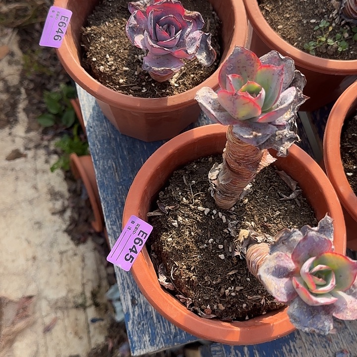 琳***琳肯尼迪645.646两棵