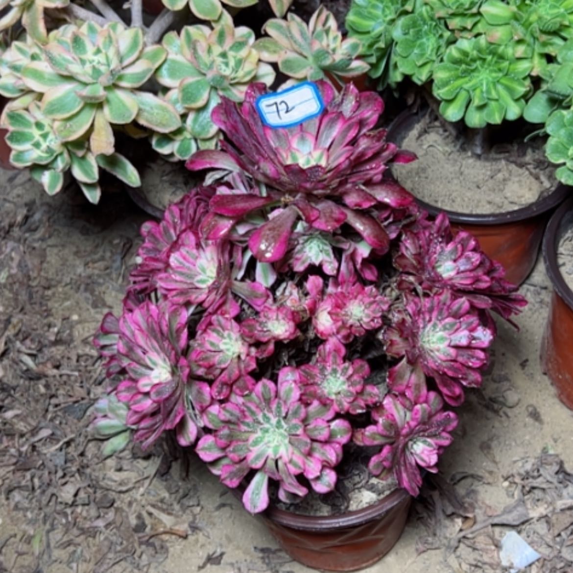 【闪购商品】粉铜72