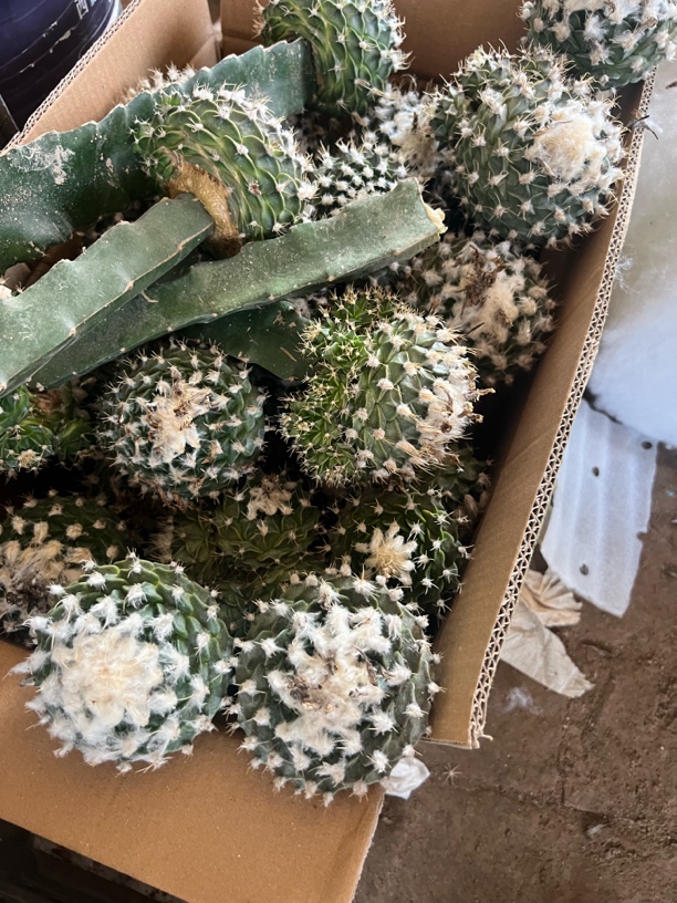 苗接绿帝冠仙人球