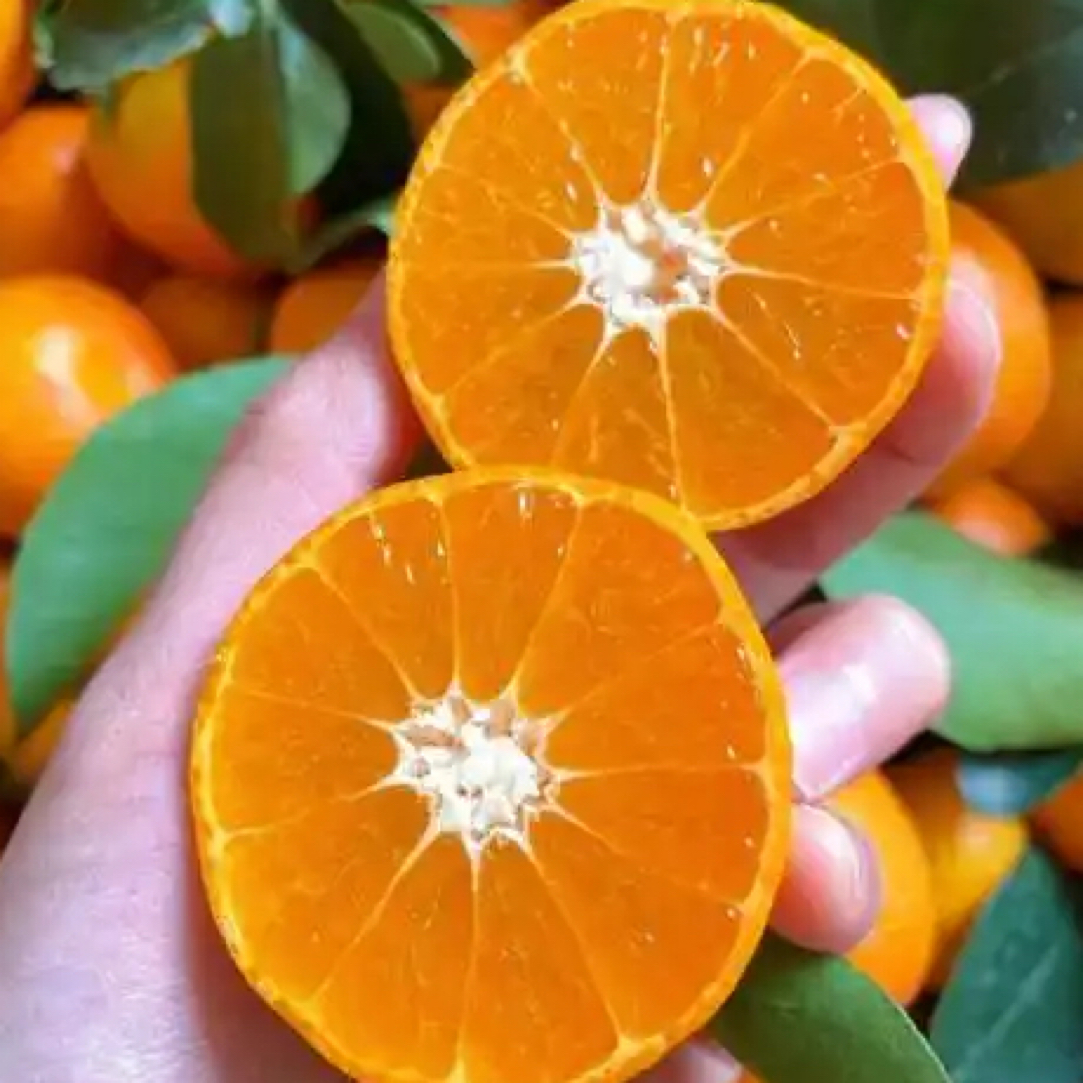 四川农户自家碰甘大小混发介意勿拍