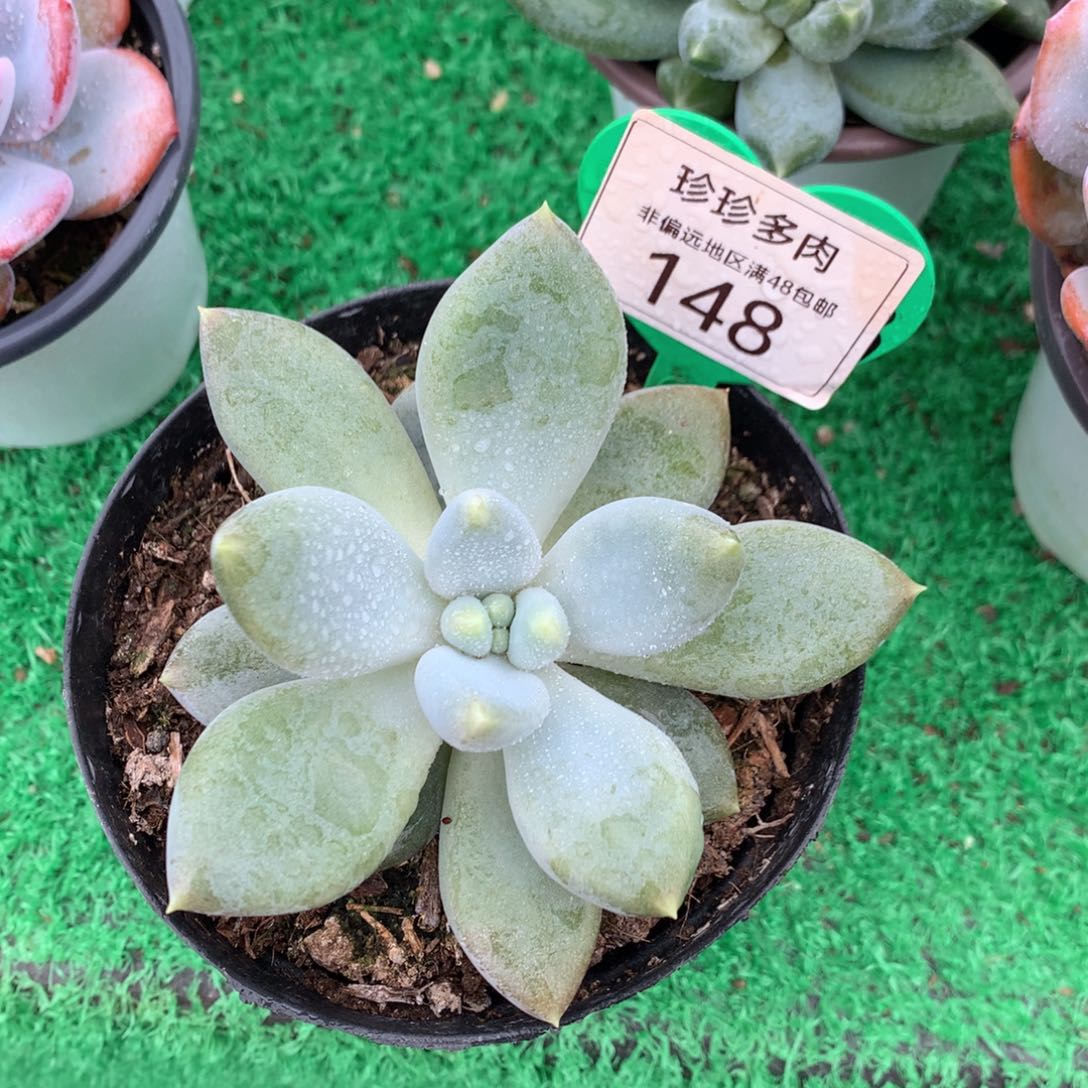 哥特萝莉单头黄体148