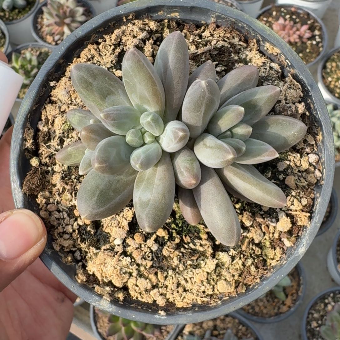 191 美人杂交 一物一拍