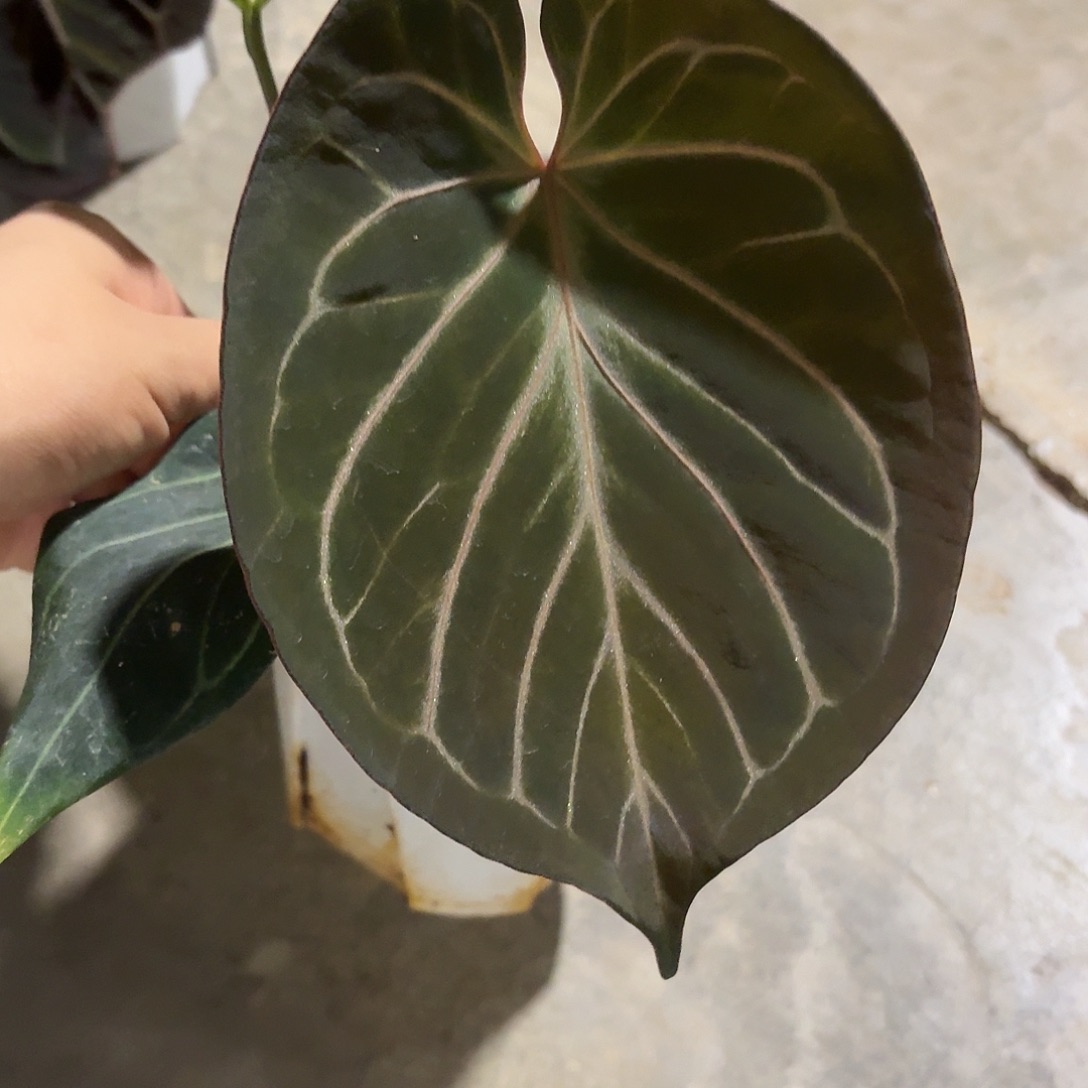 无花朵kos花烛    