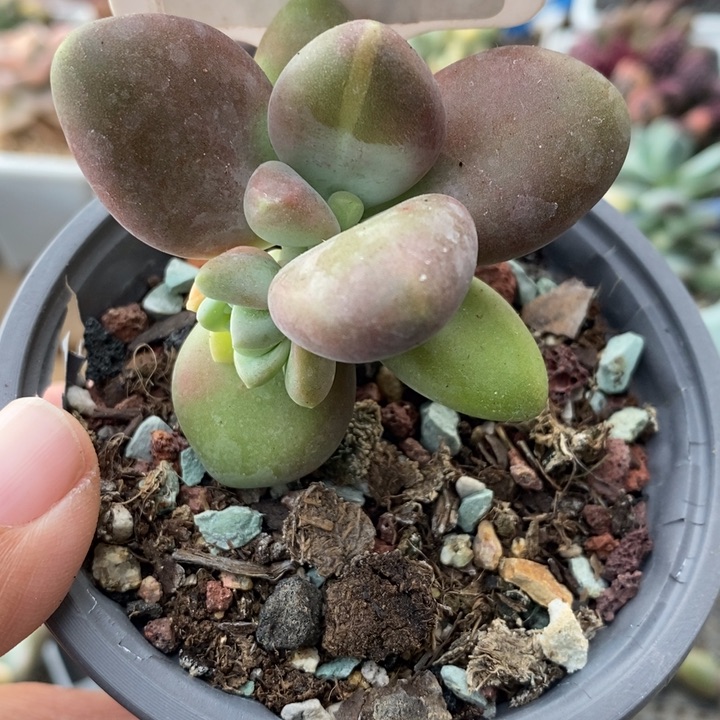 887号芒果奶带锦，砍头发根的