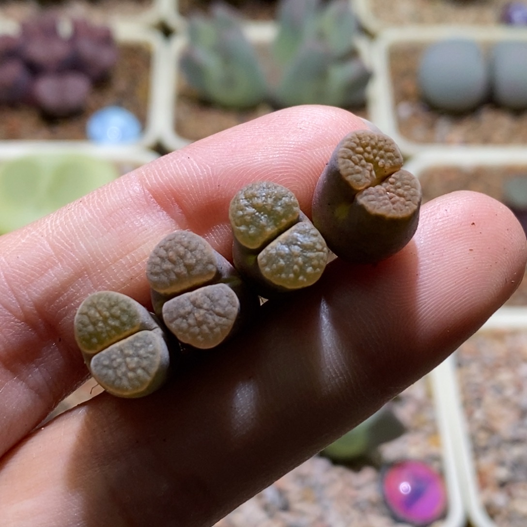 一手磁铁福利好看好看