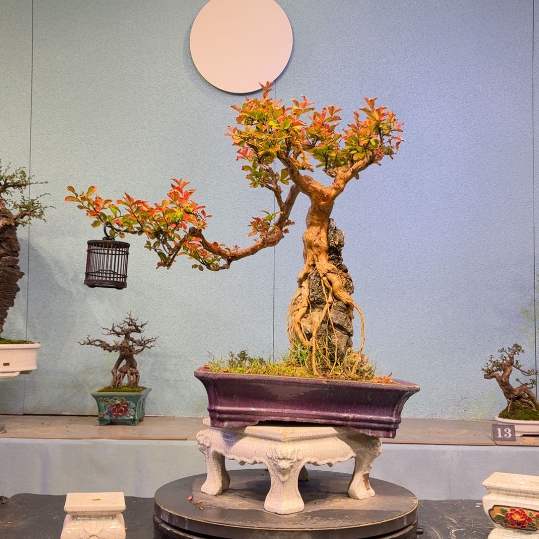 缘***你无花朵111111111111