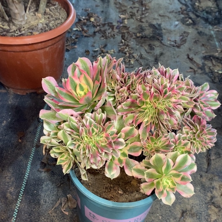 粉女巫缀多肉植物19 