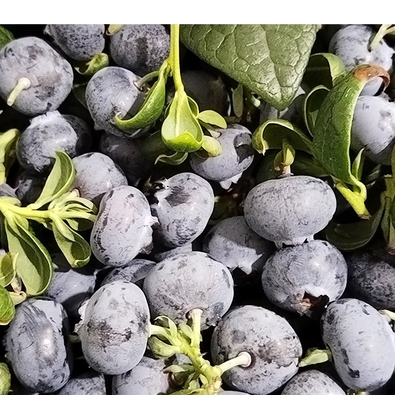 全爸农产品【脆甜花香蓝莓】云南澄江蓝莓脆甜花香基地直发新鲜采摘