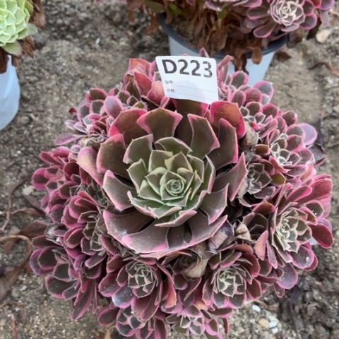 多肉植物花样年华