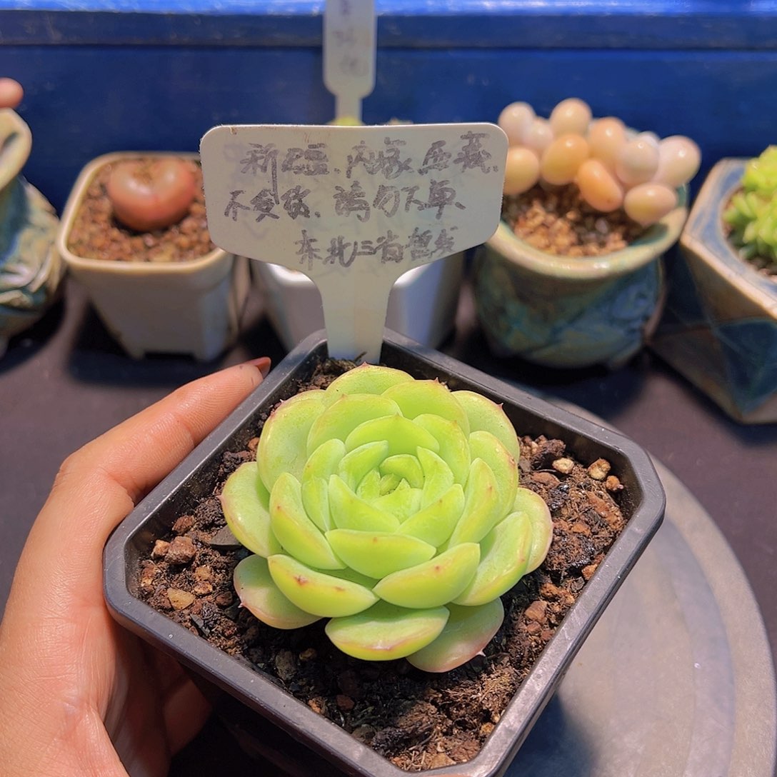 翡翠绿钻，多肉植物，