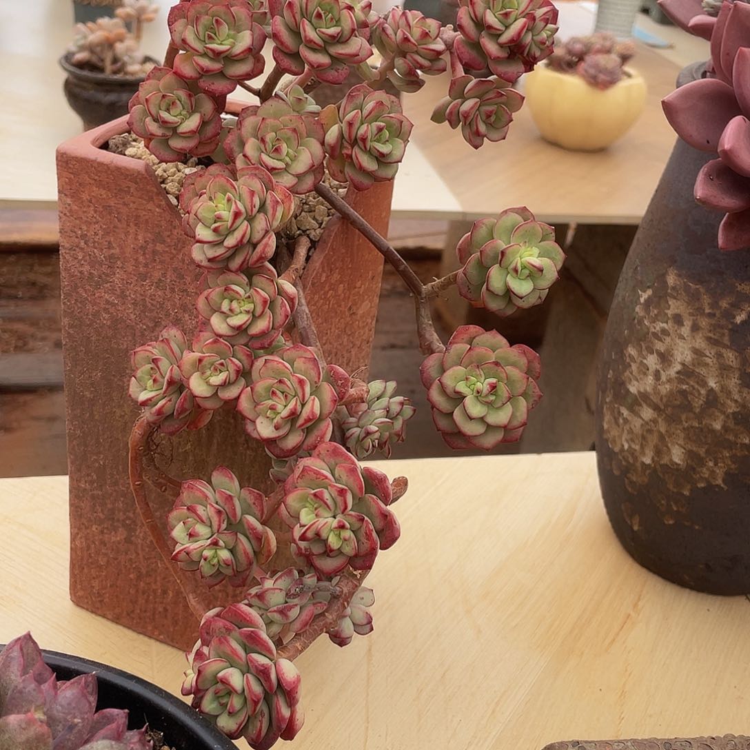 探戈悬崖多肉多肉多肉064