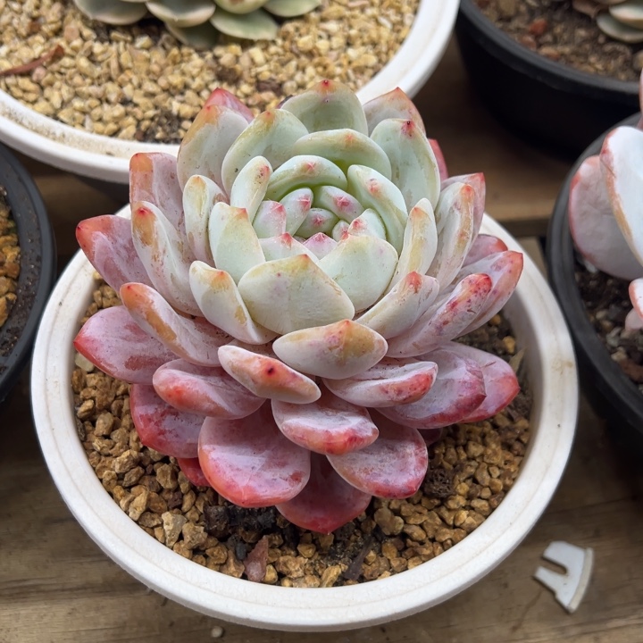 橙梦露 老桩 夏鸣园艺