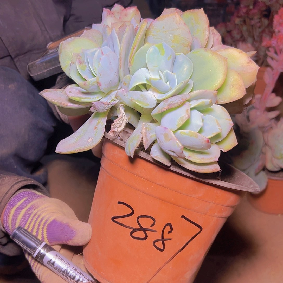 白凤缀化 花开富贵