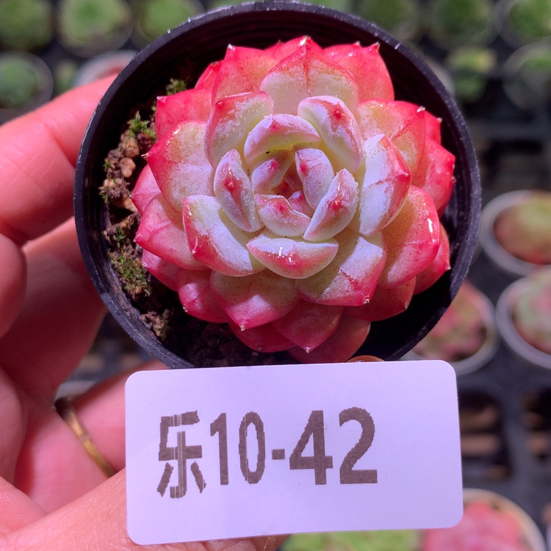 乐然10-42 雪颜玉 
