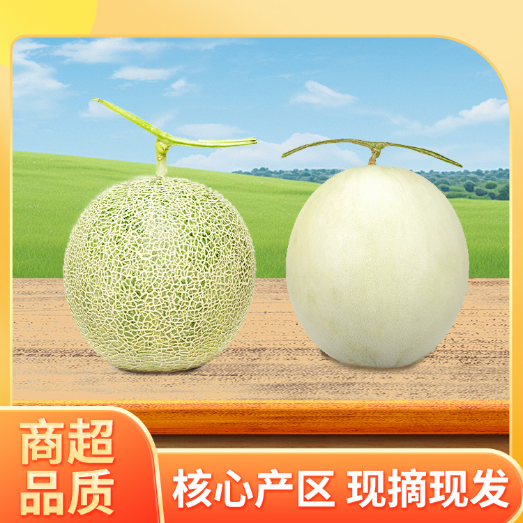 双拼 头茬山东玉菇甜瓜 网纹甜瓜 软糯香甜 多汁新鲜