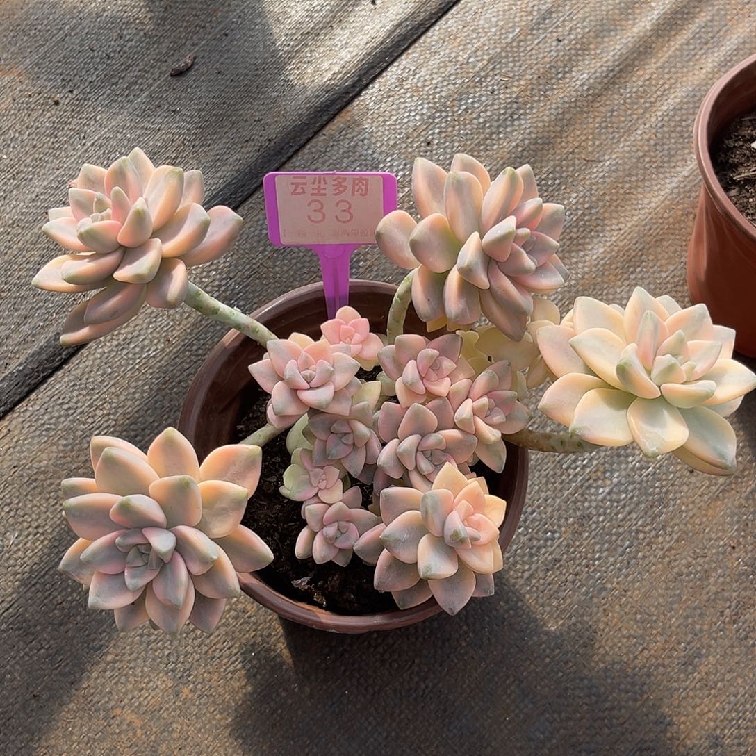 云尘多肉一物一拍 33,