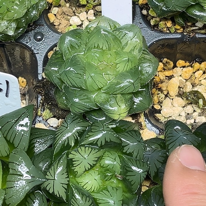 289冰魄玉露锦+巨大夏沫玉露锦脱土发货