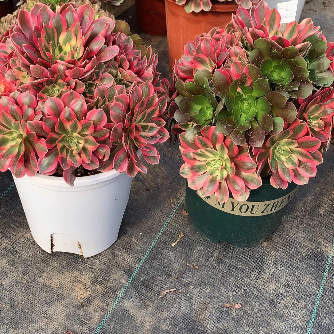 一***城完全开放法师123456