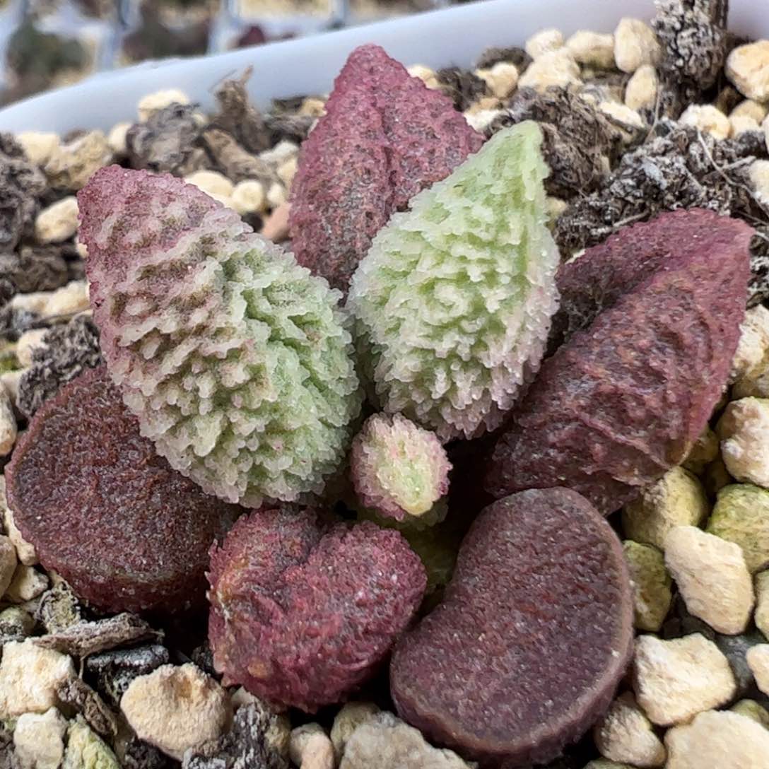 实生新品多肉植物水泡945号