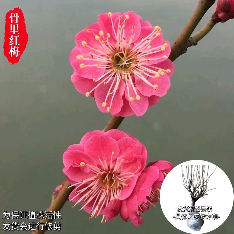 精品原生骨里红红梅绿梅老桩别墅庭院室外好养好种一物一拍